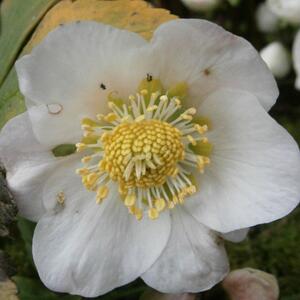 Cveta po oštrom mrazu, a neguje se lako: Božićna ruža je ponos Evrope i ulepšaće vam zimske mesece