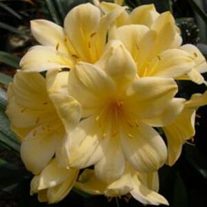 Što joj je tešnje, to joj je prijatnije: Negujte kliviju ovako i kraj zime ćete dočekati okruženi božanstvenim cvećem