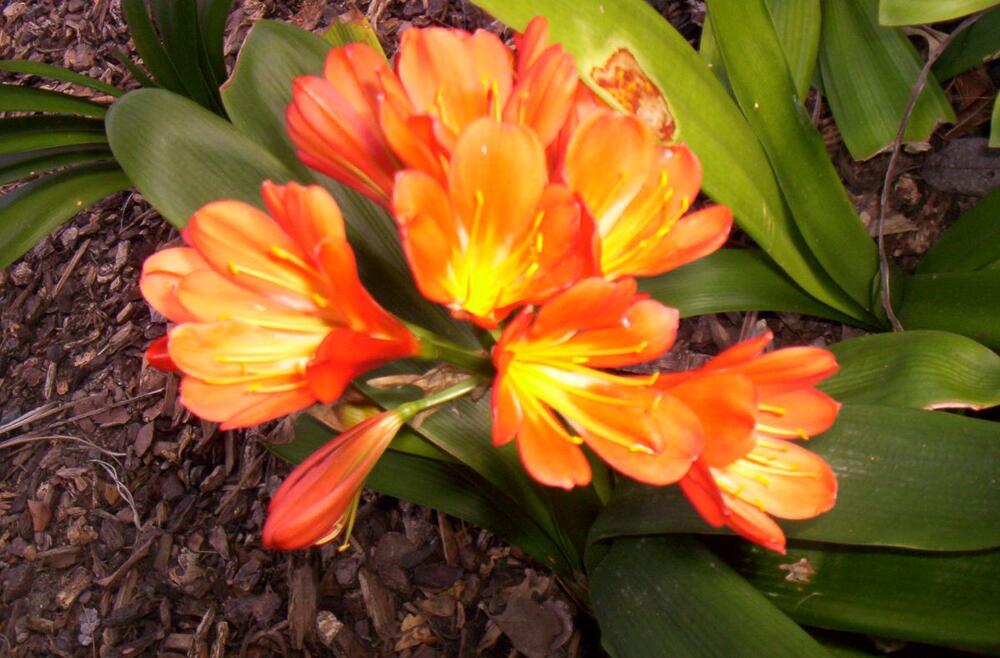 Clivia sp.