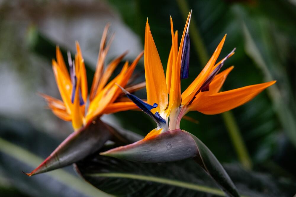 Strelitzia reginae je najpopularnija i najlepša vrsta strelicije