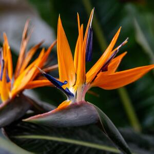 Domu daje eleganciju, otmenost i prefinjenost: Rajska ptica je savršena za ljubitelje neobičnog cveća, a neguje se lako