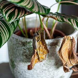 Kako da iskorisite staro lišće za brži rast i bujnije sobne biljke? 3 brza & besplatna trika za koje svi treba da znaju