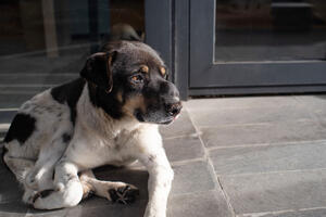 Nekad simptomi nisu očigledni: Veterinari otkrivaju znakove da vašeg psa nešto boli