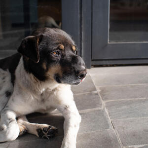 Nekad simptomi nisu očigledni: Veterinari otkrivaju znakove da vašeg psa nešto boli