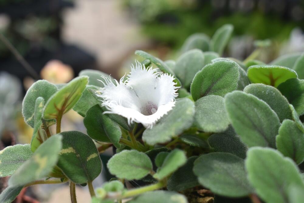 Alsobia Dianthiflora daje simpatične bele cvetove