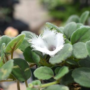 Čipkasti cvetovi & plišano lišće: Ova izdržljiva biljka cveta i usred zime ako znate kako da je gajite