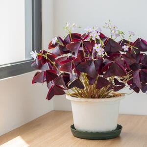 Kako naterati Zečju socu da cveta? Ukrasnu detelinu ima skoro svaka kuća, ali zbog jedne greške retko kome cveta