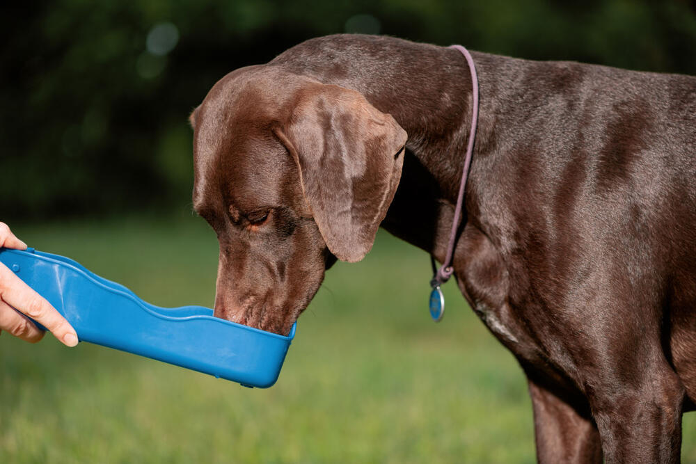 foto: Shutterstock/IRINA ORLOVA