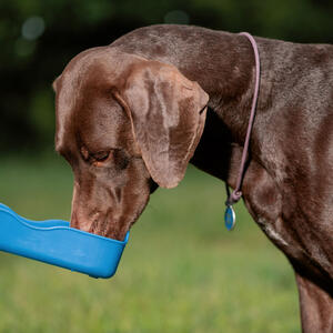 Jednostavno je, a ima efekta: Evo kako možete svom krznenom prijatelju da produžite život dve godine
