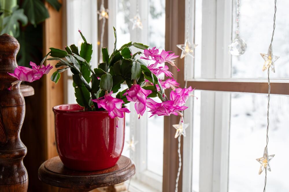 Šlumbergera u saksiji