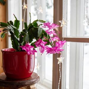 3 mesta u kući na kojima božićni kaktus cveta najlepše: Ako ga zalivate pravilno, a nije bujan, samo ga premestite