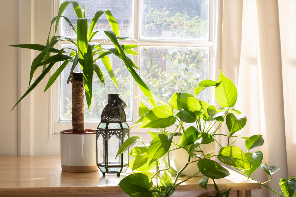 Kućna palma juka zapravo je drvo života