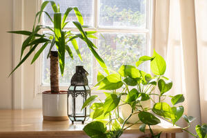 Ako je stavite u hodnik, privlači novac i blagostanje: Ovu biljku treba da ima svaka kuća, a raste bez mnogo zahteva