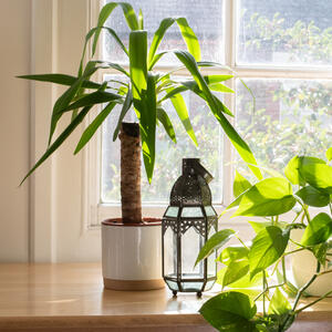 Ako je stavite u hodnik, privlači novac i blagostanje: Ovu biljku treba da ima svaka kuća, a raste bez mnogo zahteva