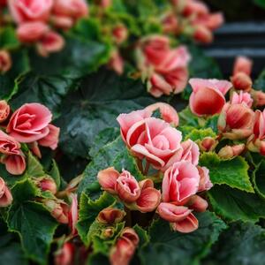 Saveti za negu božićne begonije tokom zime: Ako je sad uzgajate pravilno, obradovaće vas predivnim cvetovima na proleće