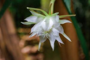 Ovakav kaktus još niste videli, a gaji se lako: Ako vam se dopada njegov cvet, elegantni listovi će vas raspametiti