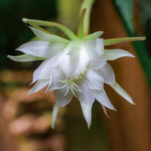 Ovakav kaktus još niste videli, a gaji se lako: Ako vam se dopada njegov cvet, elegantni listovi će vas raspametiti