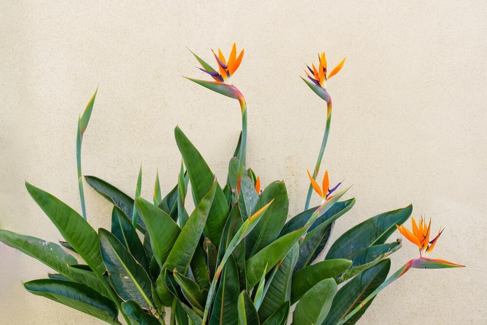 RAJSKA PTICA GAJENJE I SAVETI 