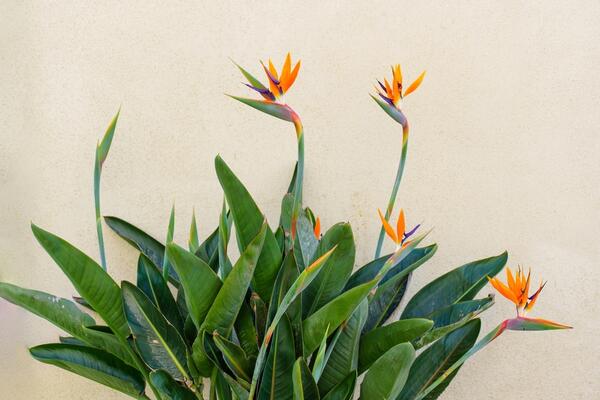 Ko kaže da ne može da cveta cele zime? Ako ovako gajite Rajsku pticu tokom cele zime imaće na desetine cvetova