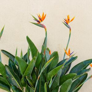 Ko kaže da ne može da cveta cele zime? Ako ovako gajite Rajsku pticu tokom cele zime imaće na desetine cvetova