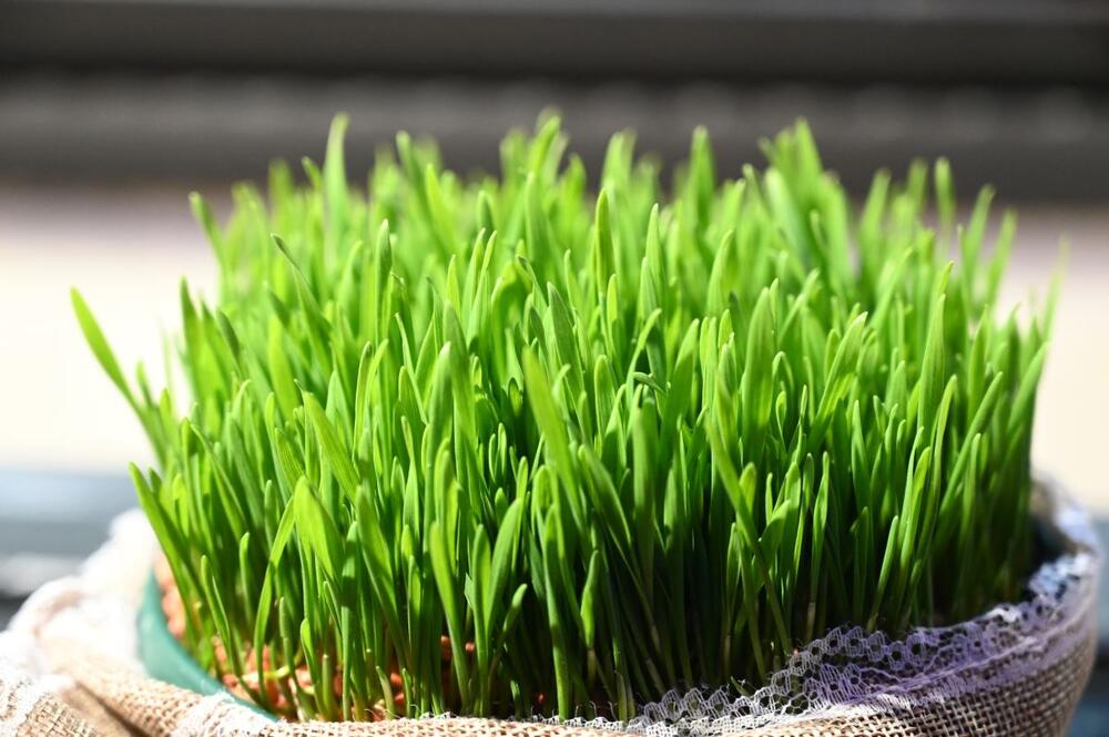 foto: Shutterstock/Ajdin Kamber