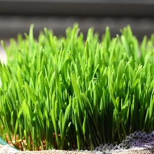 Posaditi božićnu pšenicu u zemlju ili vatu? Zavisi da li želite da bude gusta i bujna ili uredna