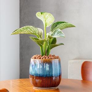 Tako otmen da je nazvan po najskupljoj torbi na svetu: Filodendron "birkin" neguje se lako, a može da živi 40 godina