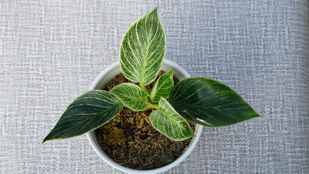 Filodendron birkin u saksiji