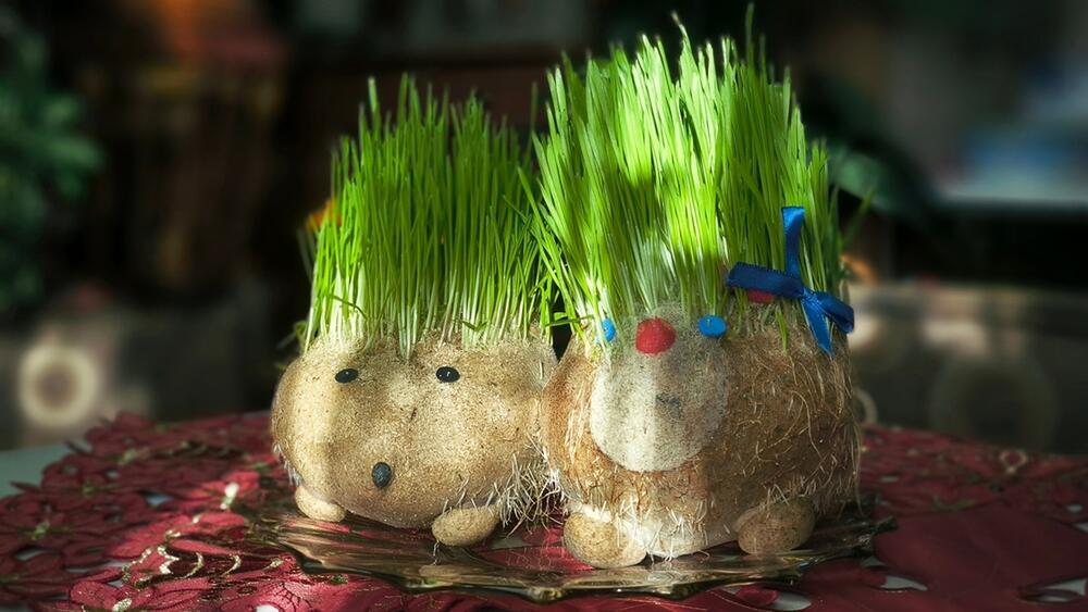 IDEJE ZA SAĐENJE BOŽIĆNE PŠENICE 