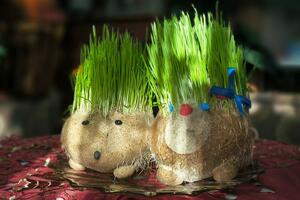 Ako još niste, možete da "uhvatite zadnji voz": Kada i kako se sadi Božićna pšenica (+ 13 kreativnih ideja)