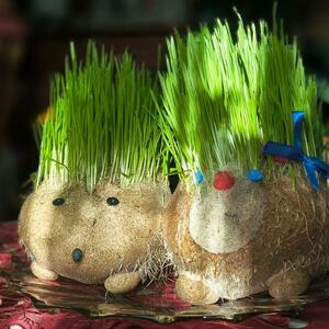 Ako još niste, možete da "uhvatite zadnji voz": Kada i kako se sadi Božićna pšenica (+ 13 kreativnih ideja)