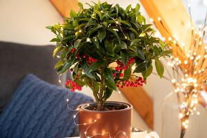 Što više bobica &ndash; to će 2026. biti srećnija! Ova biljka je najlepši ukras ili poklon za Novu godinu, a gaji se lako