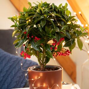 Što više bobica &ndash; to će 2026. biti srećnija! Ova biljka je najlepši ukras ili poklon za Novu godinu, a gaji se lako