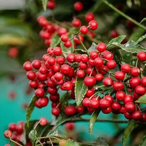 Ako imate mnogo bobica, doneće vam više sreće! Trik za zalivanje ardisije zahvaljujući kojem će biti još bogatija