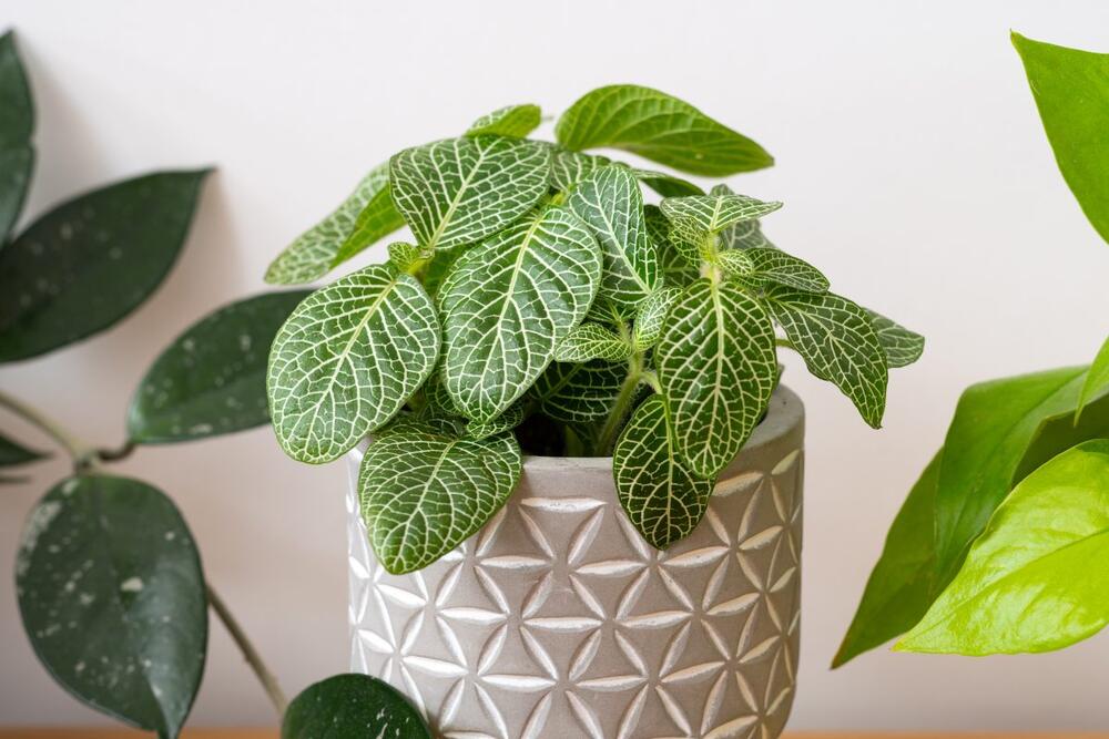 Šta treba da uradite biljkama pre nego što otputujete?