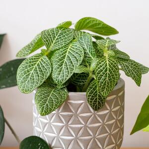 Putujete za praznike, a ne želite da vam biljke uvenu? Ovo je jedina stvar koju treba da uradite pre nego što odete