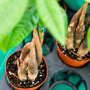 Za privlačenje novca & elegantniji enterijer: Zvanični cvet i biljka 2026. godine su prelepi i imaju moćnu simboliku