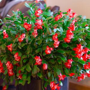 Svi zaboravljaju važnu stvar: Iznenađujući razlog zašto vam božićni kaktus ne cveta + kako to da popravite