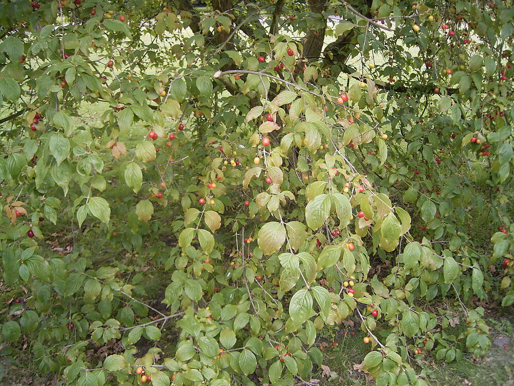 Drvo drena s plodovima