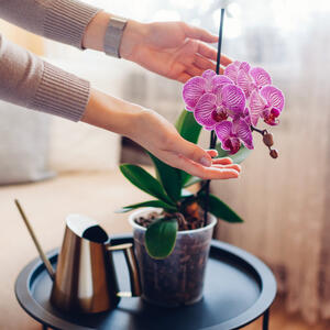 3 znaka da je vašoj orhideji potrebna nova saksija + najbolji savet kako da je presadite