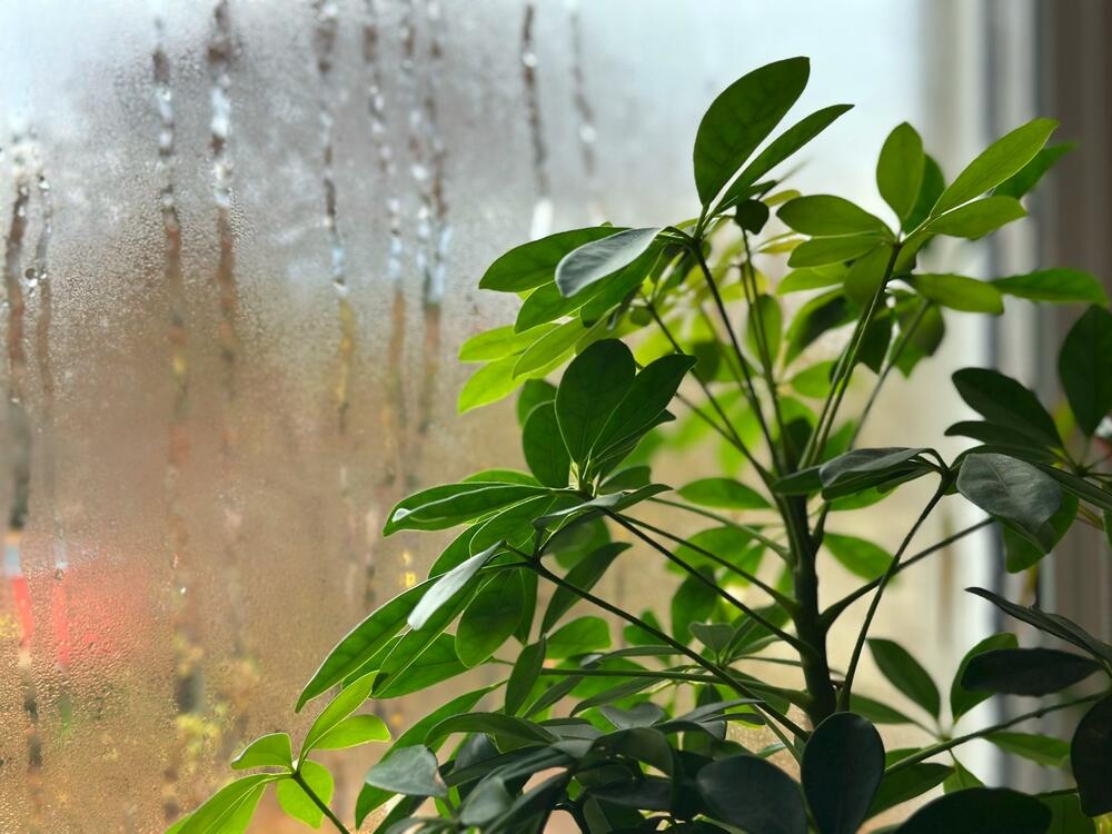 Šeflera jednobojnih listova