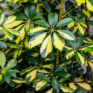 Šeflera je jedna od najotpornijih kućnih lepotica: Obezbedite joj ove uslove i skoro da će sama brinuti o sebi