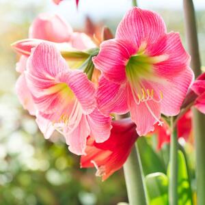 Kako da amarilis ponovo procveta? Nemojte ga bacati, jer će uz pravilnu negu ulepšavati vaš dom godinama