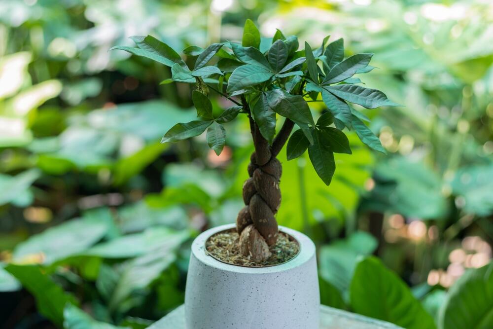 Minijaturna pahira u saksiji