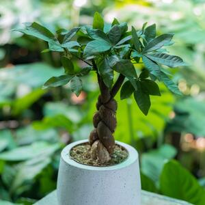 Drvo novca je zvanično biljka 2026. i ne zna se je lepša ili moćnija: Legenda kaže da je jednom čoveku promenila život