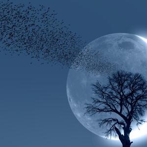 Prvi mlad mesec u 2026. godini donosi tektonske promene: Astro prognoza za svaki horoskopski znak (18. januar)