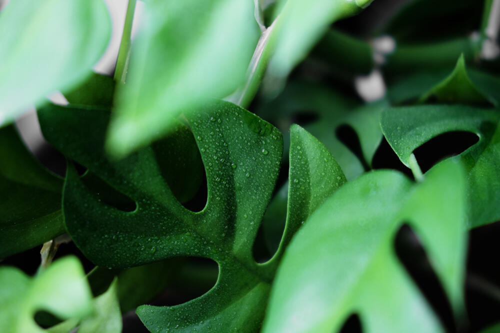 Mini monstera (lat. Rhaphidophora tetrasperma)