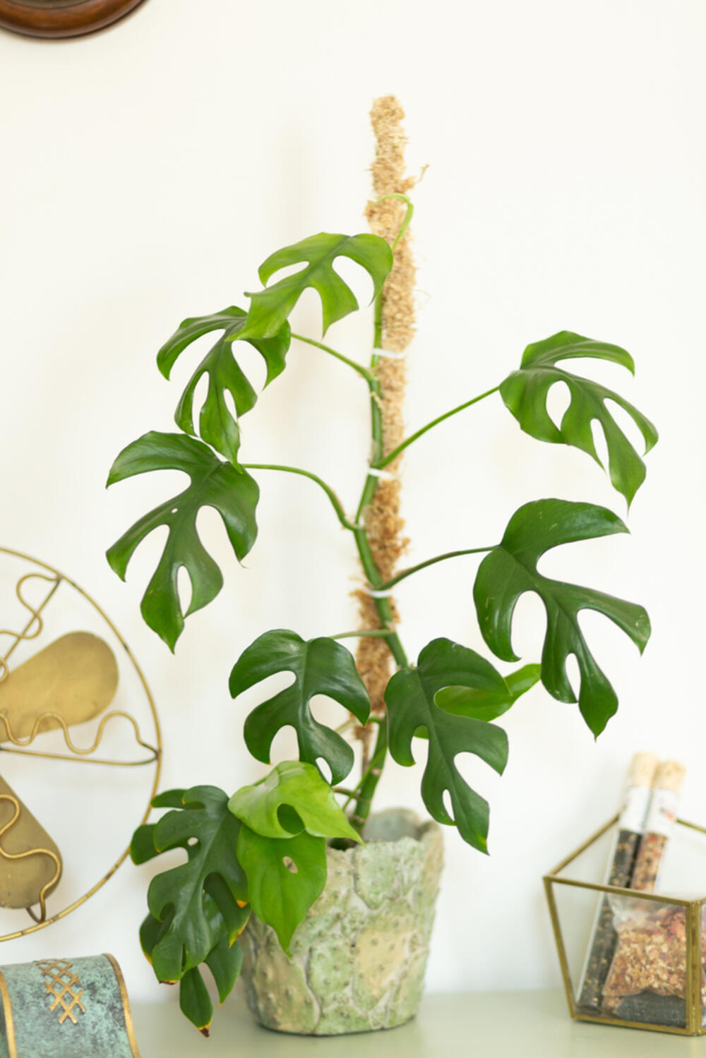 Mini-monstera u saksiji, sa šipkom od mahovine