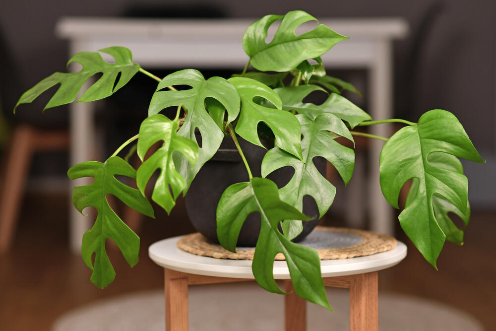 Mini-monstera u saksiji