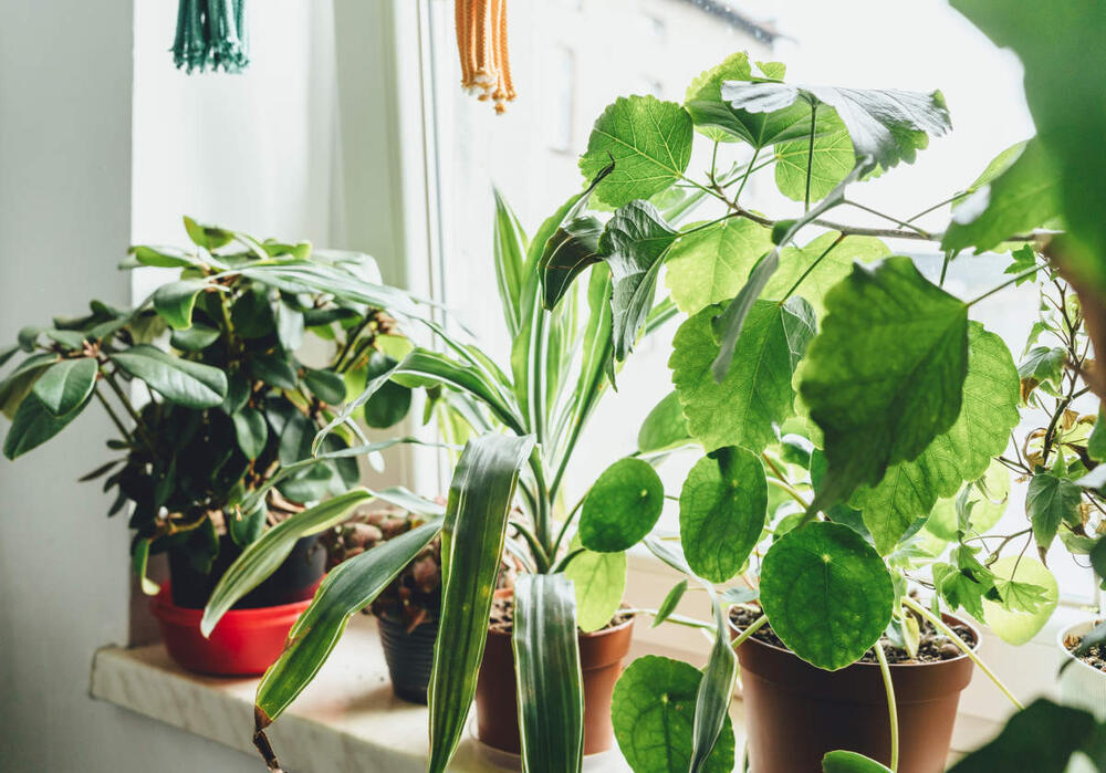 'Leggy houseplants' ili problem izduženih sobnih biljaka možete da rešite na pet načina